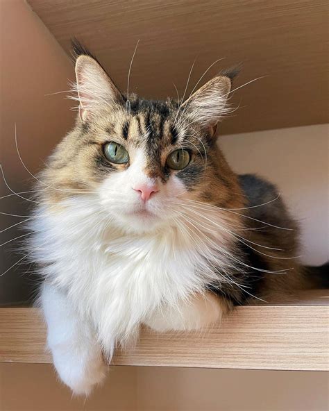 Samara Redway | Absolutely devastated. No words. My baby girl, I’ll