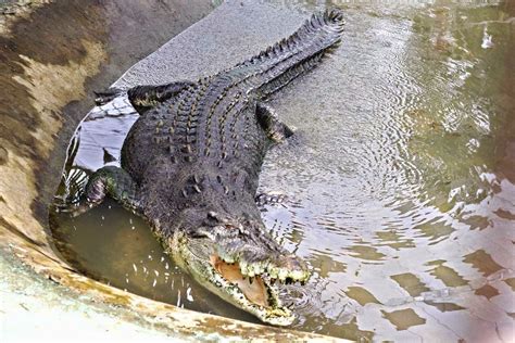 Maior crocodilo do mundo | Gigantes do Mundo