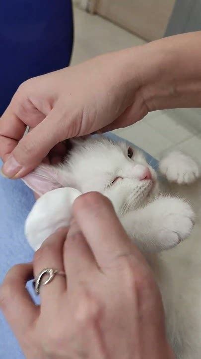 Как ухаживать за котом или кошкой (помыть, подстричь когти, расчесать ...