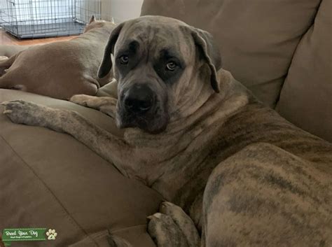 17 month Presa Canario female - Stud Dog in Tallahassee Florida , the ...