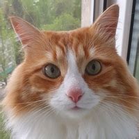 Таня Быкова, 47 лет, Нижний Новгород, Россия, место жительства, аккаунт ...