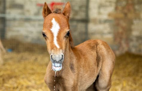 The horse’s bones and muscles - World Horse Welfare