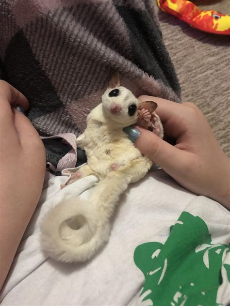 Little Phog enjoying a tum scritch : r/sugargliders