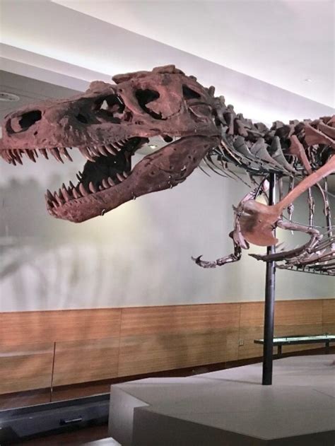 A "chicken from hell" dinosaur that lived just before the asteroid ...