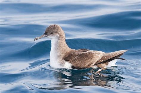 8 native species you could see in the Hauraki Gulf this summer ...