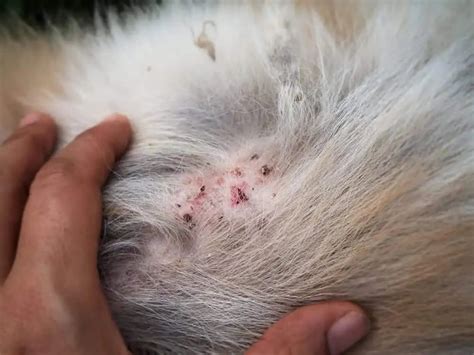 Flea Bites on Humans: What Do Flea Bites and Flea Eggs Look Like ...