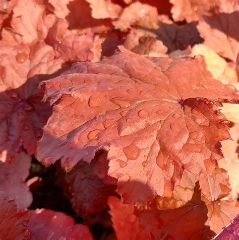 heuchera-'bloody-dinosaur'v1