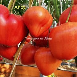 Томат Алсу: описание сорта, ОТЗЫВЫ (43), фото | tomatland.ru