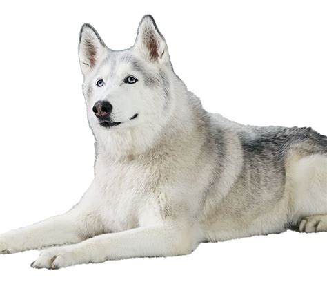 full grown husky png image png