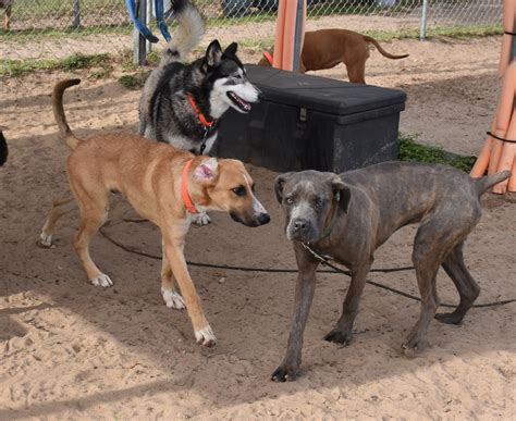 Adopt a Citrus... - Adopt a Citrus County Animal Shelter Pet