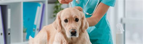 how to tell if your dog has a parasite