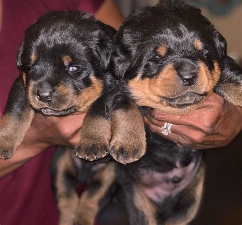 rottweiler puppies  sale colorado springs