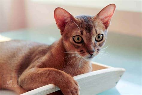 Abisinio, ¿carácter, cuidados, azul?. Fotos y curiosidades | FeelCats