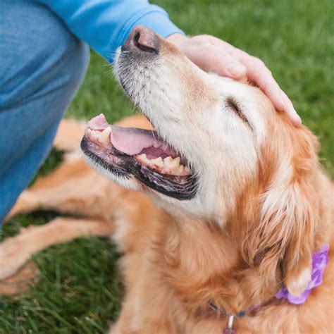 Could Your Pet’s Breath Be Telling You Something?Periodontal Disease in
