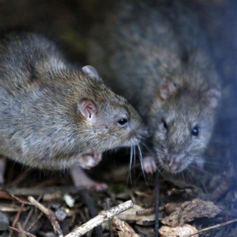 how to know if you have a rat virus