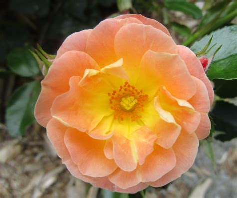 How to grow ground cover roses – expert advice for…