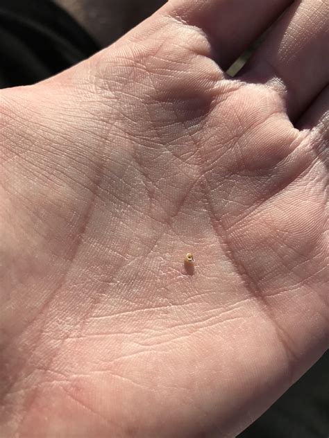 The smallest snail shell I’ve ever seen : r/nextfuckinglevel