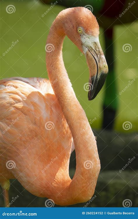 Close up of a flamingo stock photo. Image of neck, pink - 260224152