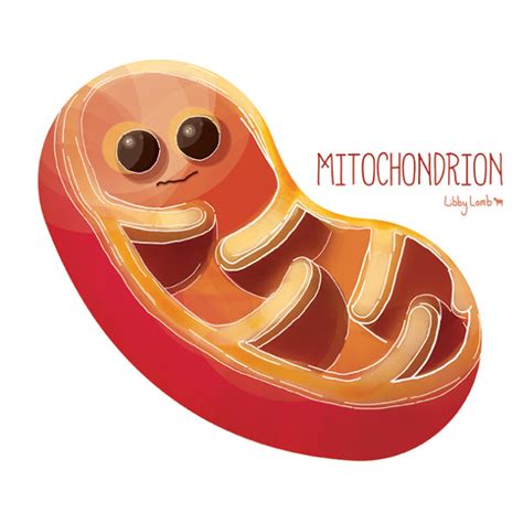 mitochondria clipart - Clip Art Library