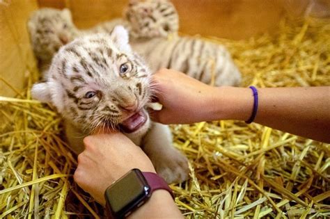 Animal Que Despenca Quando Nasce - 3 animais que sofrem muito quando nascem. | Mundo hoje