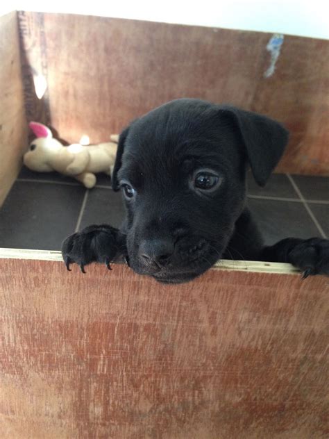 Adorable Patterdale Terrier Puppy