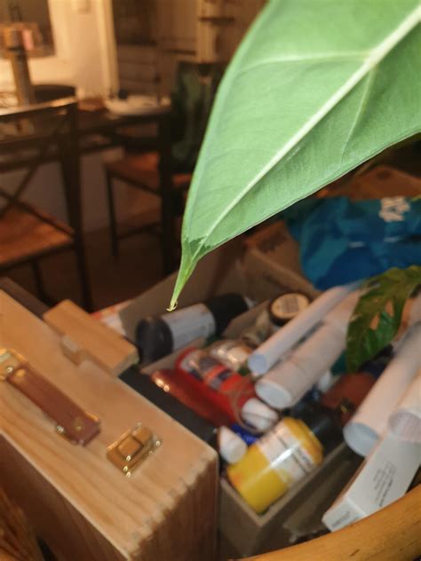 weird dew drops from our alocasia frydek : r/houseplants