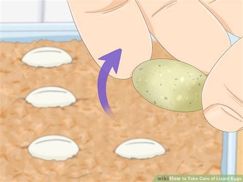 how to take care of lizard eggs