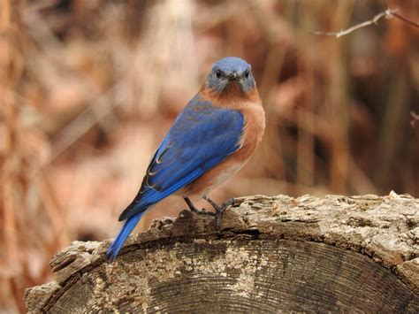 Black rail sightings will impact local marsh conservation efforts 9