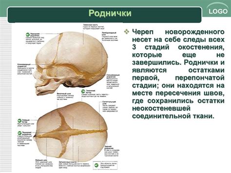 Череп. Развитие черепа в филогенезе - презентация онлайн