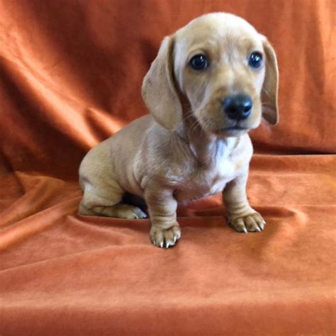 Dachshund Puppies For Adoption/dachshund Puppies