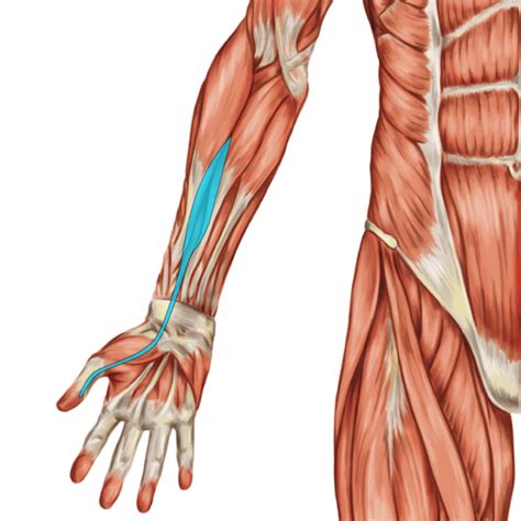 Flexor Pollicis Longus – iStretch