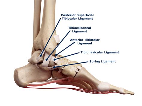 The Deltoid Ligament - Rehab 49