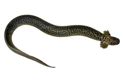 Water Pet Salamanders