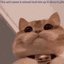 cat names gifs tenor