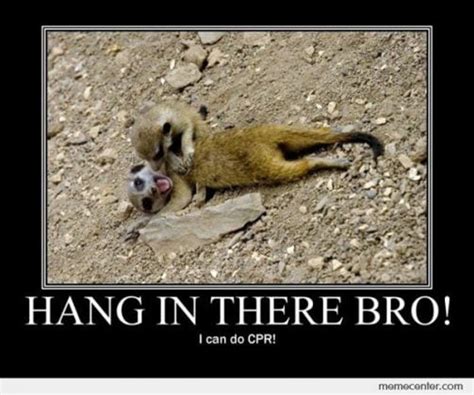 20 Hang In There Meme To Motivate You - SayingImages.com