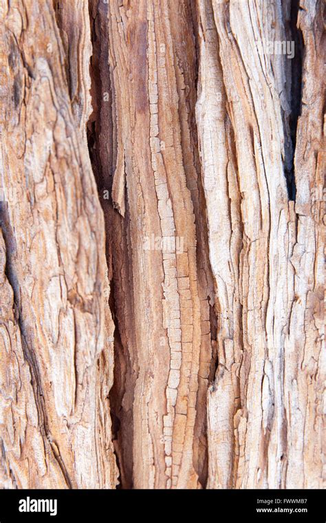 Sequoia tree bark Stock Photo - Alamy