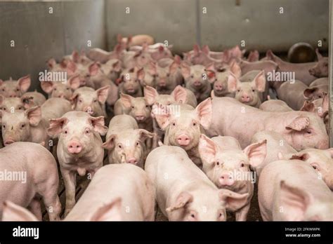 intensive commercial pig farming  res stock photography  images