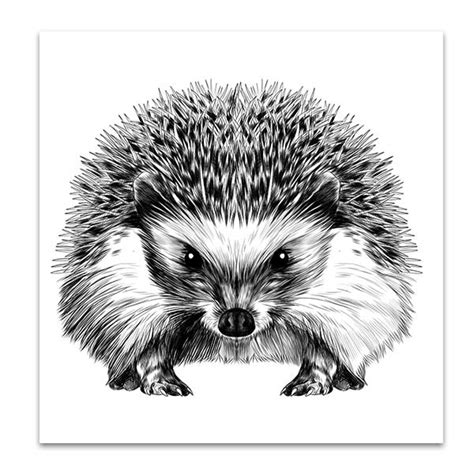 Porcupine Drawing at PaintingValley.com | Explore collection of ...