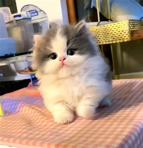 Ghim trên Cat Lady trong 2024 | Mèo munchkin, Mèo hài hước, Ảnh mèo hài ...