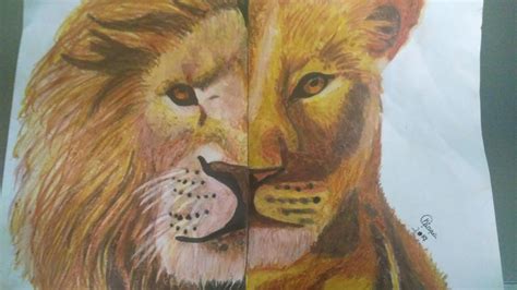 lion king drawing 1