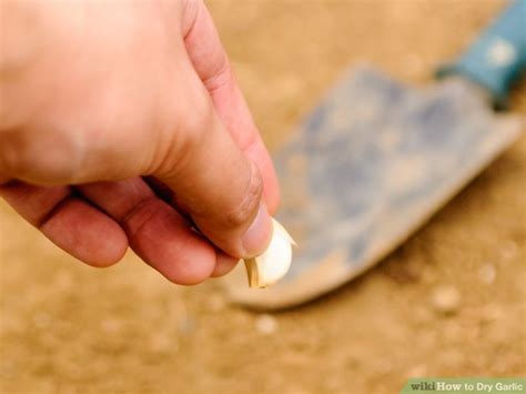 3 Ways to Dry Garlic - wikiHow