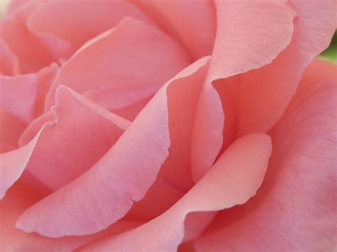 pink rose petals  stock photo public domain pictures