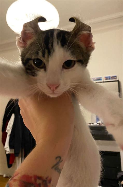 Tsunami | Animals, Tsunami, Cats