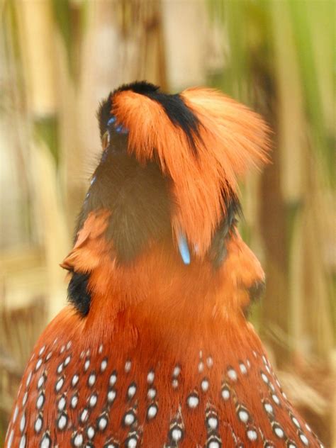 Temminck’s Tragopan Pheasant | SIMILAR BUT DIFFERENT IN THE ANIMAL KINGDOM