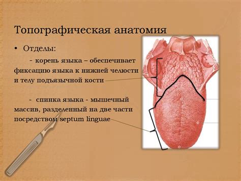 Абсцессы и флегмоны языка - online presentation