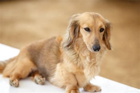 Miniature Dachshund Dog Breed Info: Pictures, Facts & More | Hepper