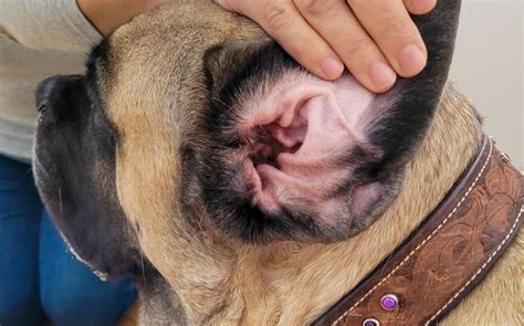 Son Graves Los Hematomas En Las Orejas De Los Perros