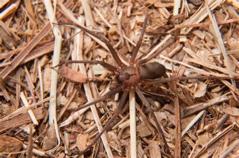 The top 2 Poisonous Spiders in Georgia & How to Deal with Them