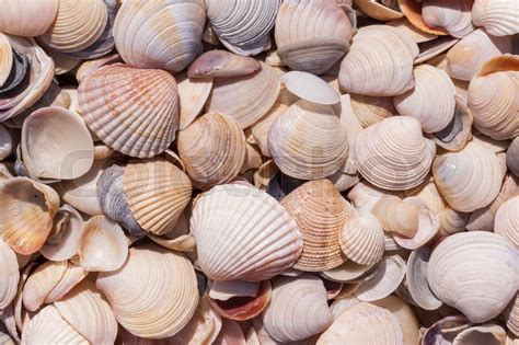 seashell, mange, bunke | Stock foto | Colourbox