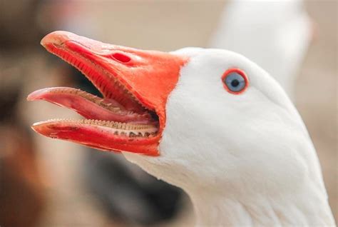 Goose teeth : r/creepy